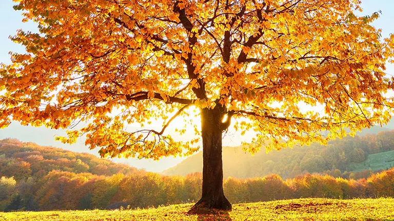 Höstträd i solljus